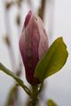 Magnolia Purpurea-1 Magnolia